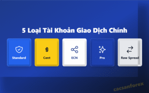 Infographic tổng hợp các loại tài khoản Forex phổ biến cho người mới và trader chuyên nghiệp